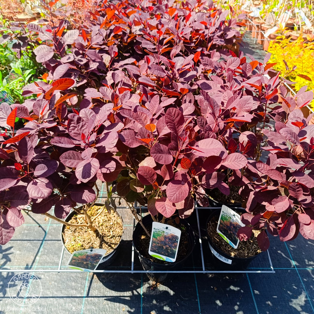 Obrázok Škumpa vlasatá (Cotinus coggygria) ´ROYAL PURPLE´- výška 40-60 cm, kont. C2L